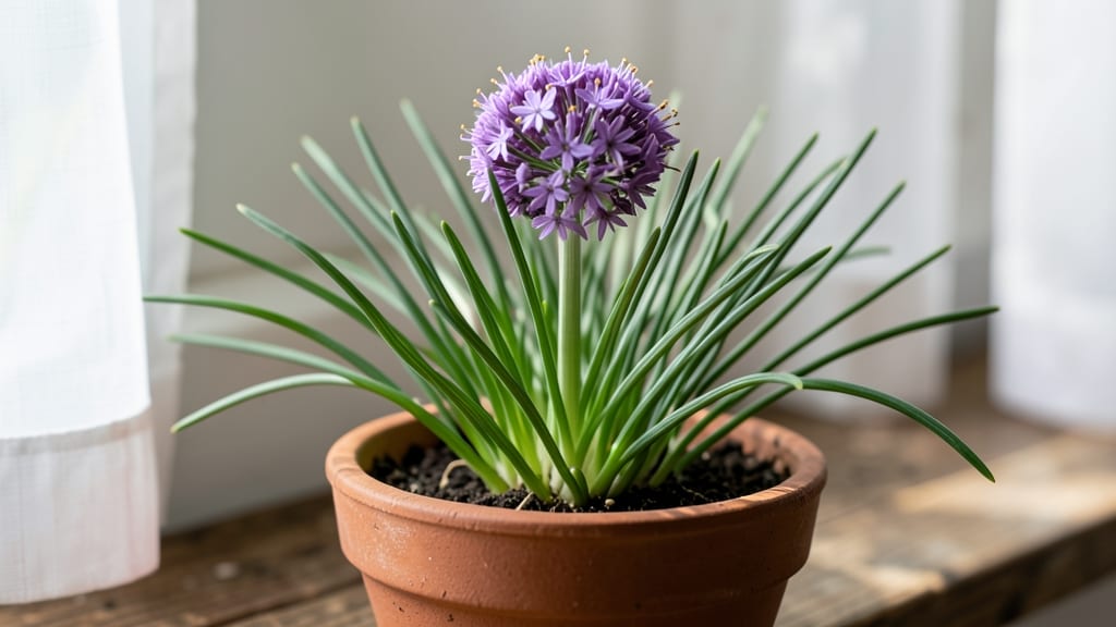 How Many Chives Per Square Foot: Spacing Math for Continuous Harvests